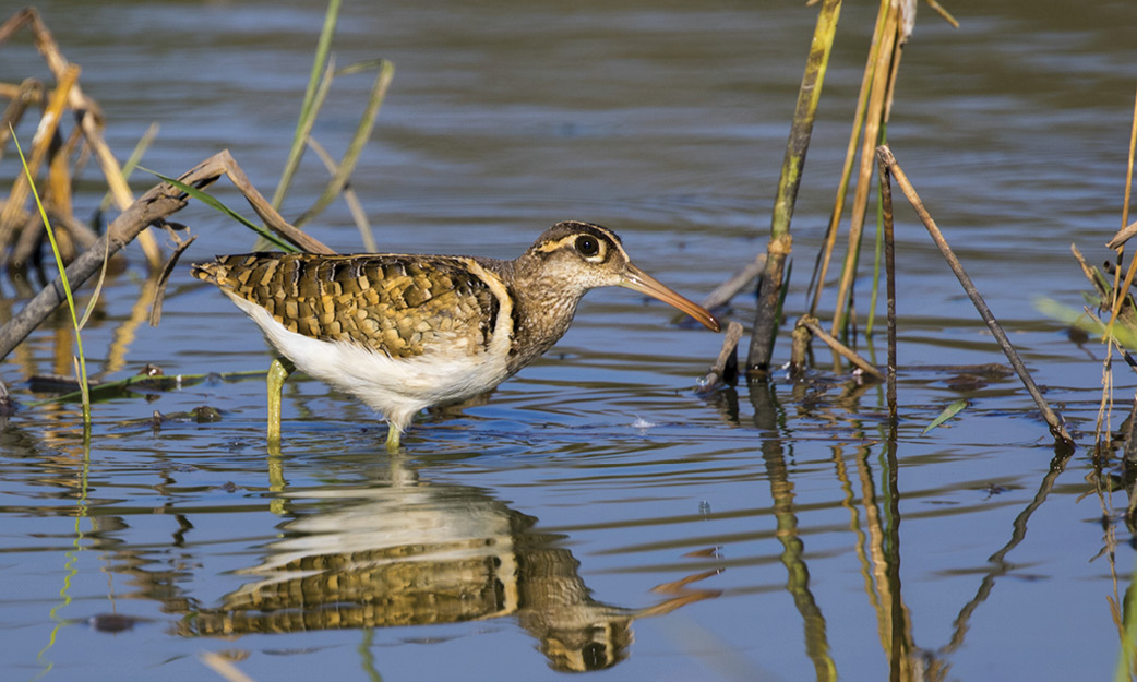 Celebrating World Wetlands Day: A Tale of Resilience and Beauty